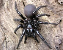 Sydney Funnel-Web Spider