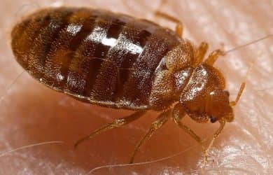 BED BUGS REMOVAL NEAR ME