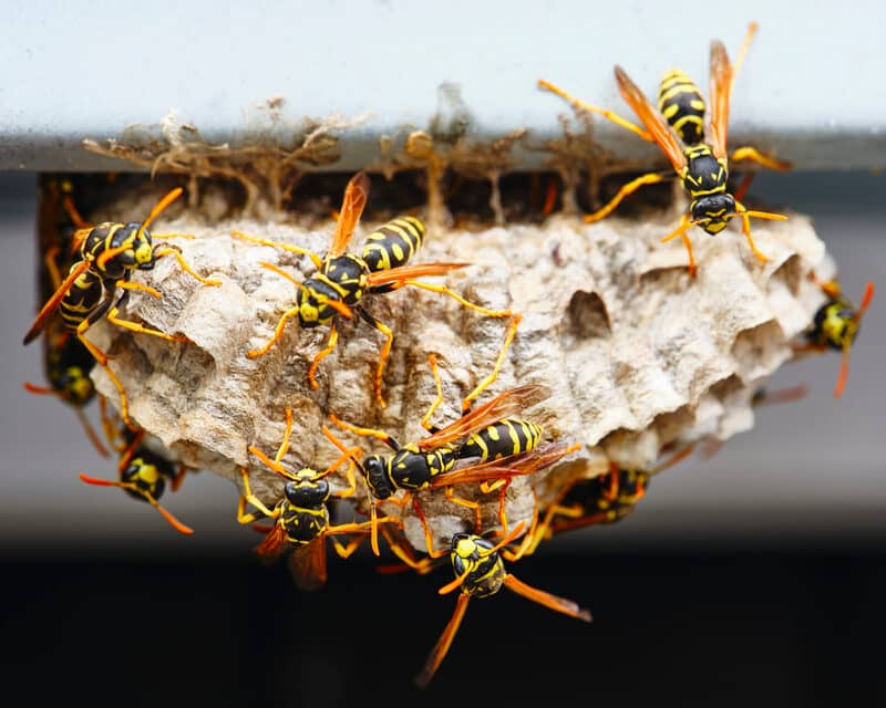 WASP NEST REMOVAL NEAR ME