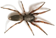 White tailed spider Pest control Sydney